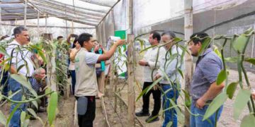 En Manabí impulsan la producción sostenible de vainilla con innovación y capacitación en campo