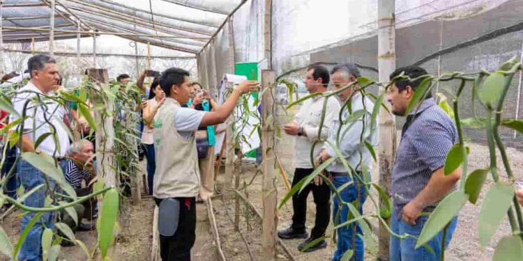 En Manabí impulsan la producción sostenible de vainilla con innovación y capacitación en campo