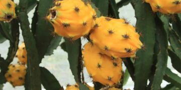 Perú abre las puertas a la importación de pitahaya ecuatoriana por USD 30 millones