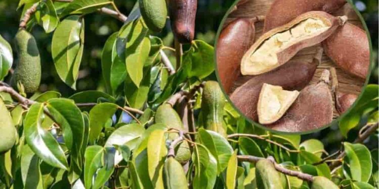 El algarrobo: un árbol subestimado con alto valor alimentario y medicinal