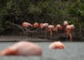 Ministerio de Ambiente y Energía actualiza el estado poblacional de los flamingos con el censo 2025