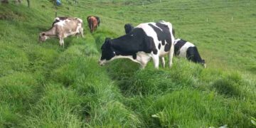 Gobierno fortalece la productividad ganadera y reduce el impacto ambiental