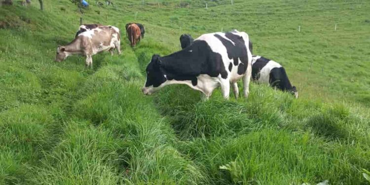 Gobierno fortalece la productividad ganadera y reduce el impacto ambiental