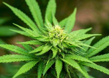 Nuevo liderazgo en Agrocalidad para fortalecer la sanidad y competitividad del agro ecuatoriano