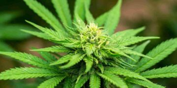 Nuevo liderazgo en Agrocalidad para fortalecer la sanidad y competitividad del agro ecuatoriano