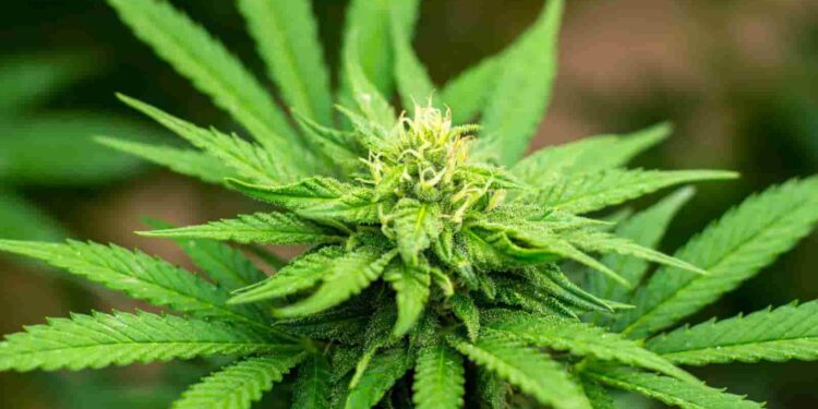 Nuevo liderazgo en Agrocalidad para fortalecer la sanidad y competitividad del agro ecuatoriano