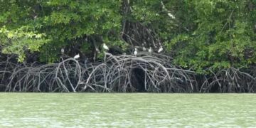 Manglares con futuro: Ecuador destina USD 4 millones para fortalecer su conservación y la acción climática
