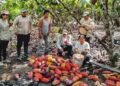 Récord histórico en la producción de cacao peruano y señales de madurez en el sector