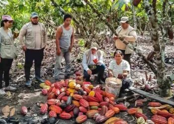Récord histórico en la producción de cacao peruano y señales de madurez en el sector