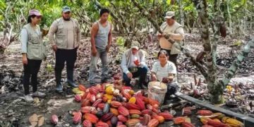 Récord histórico en la producción de cacao peruano y señales de madurez en el sector