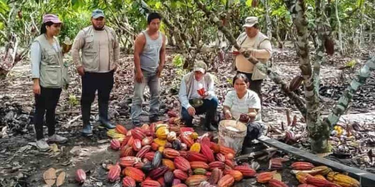 Récord histórico en la producción de cacao peruano y señales de madurez en el sector