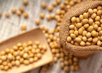 Soya sostenible de Estados Unidos: proteína clave para una producción responsable