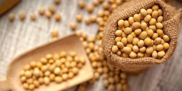 Soya sostenible de Estados Unidos: proteína clave para una producción responsable