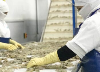 Camarón ecuatoriano: un gigante mundial que pide reglas claras para seguir creciendo