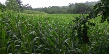 Evolución, diversidad genética y futuro del maíz