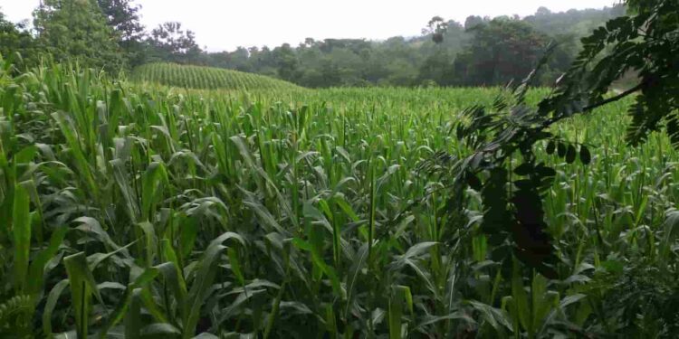 Evolución, diversidad genética y futuro del maíz