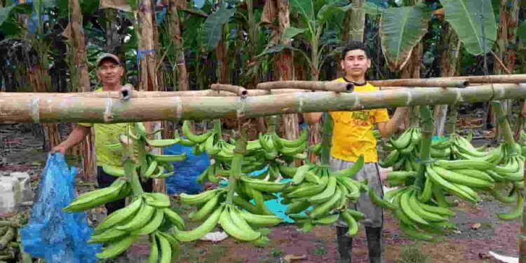 Productores manabitas de la AFC  logran su primera exportación de plátano a chile