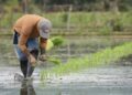 Ecuador pierde 160.000 hectáreas de arroz y se agrava la crisis del sector arrocero