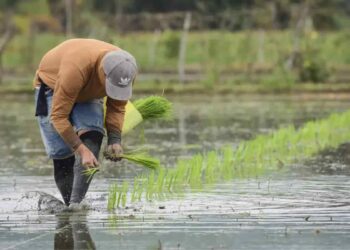 Ecuador pierde 160.000 hectáreas de arroz y se agrava la crisis del sector arrocero