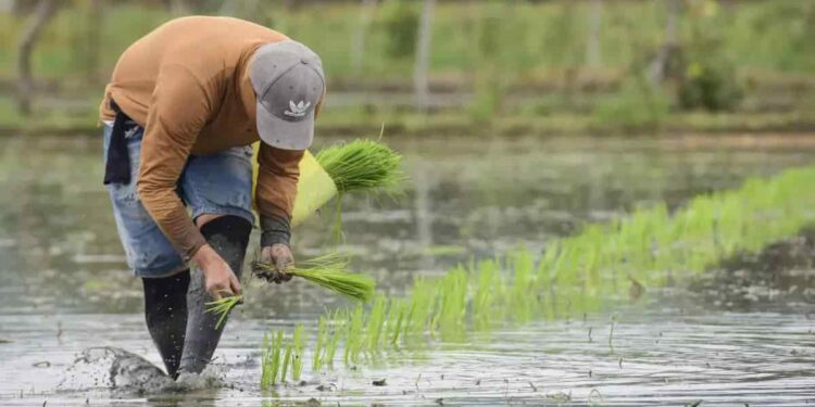 Ecuador pierde 160.000 hectáreas de arroz y se agrava la crisis del sector arrocero