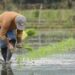 Ecuador pierde 160.000 hectáreas de arroz y se agrava la crisis del sector arrocero