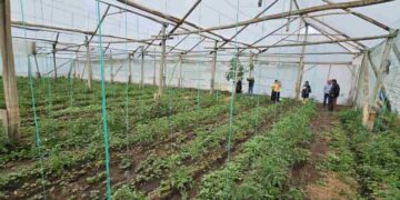 Gobierno fortalece la producción agropecuaria para enfrentar el invierno 2025–2026