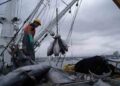 Ecuador se abre paso entre los gigantes del atún y consolida su liderazgo pesquero