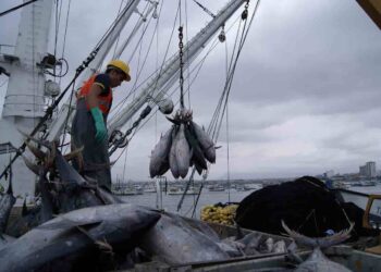 Ecuador se abre paso entre los gigantes del atún y consolida su liderazgo pesquero
