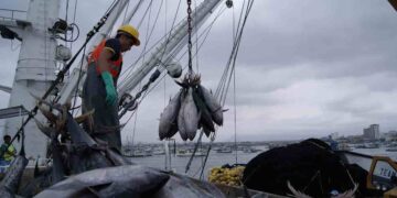 Ecuador se abre paso entre los gigantes del atún y consolida su liderazgo pesquero