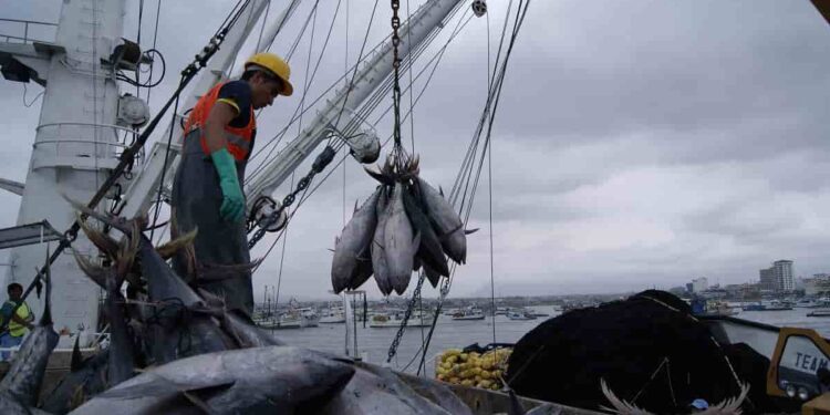 Ecuador se abre paso entre los gigantes del atún y consolida su liderazgo pesquero