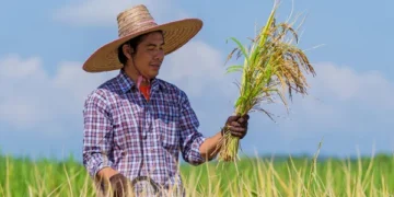 En Colombia refuerzan la defensa del arroz con medidas comerciales, de precios y apoyo directo al productor