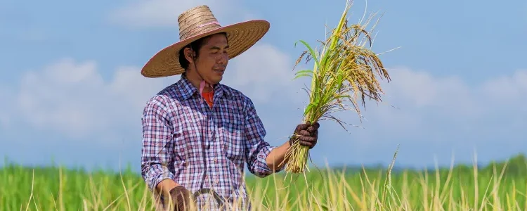 En Colombia refuerzan la defensa del arroz con medidas comerciales, de precios y apoyo directo al productor