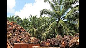 Guerra de aranceles impacta a productores de aceite de palma