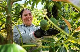 V Congreso Internacional de Aguacate: innovación y sostenibilidad para el crecimiento del sector