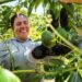 V Congreso Internacional de Aguacate: innovación y sostenibilidad para el crecimiento del sector