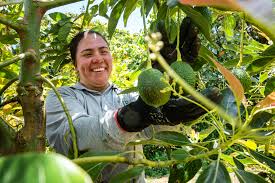 V Congreso Internacional de Aguacate: innovación y sostenibilidad para el crecimiento del sector