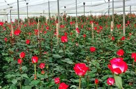 20 productos ecuatorianos no pagarán sobretasa del 15% para entrar a Estados Unidos, según el gobierno