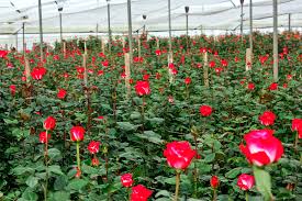 20 productos ecuatorianos no pagarán sobretasa del 15% para entrar a Estados Unidos, según el gobierno