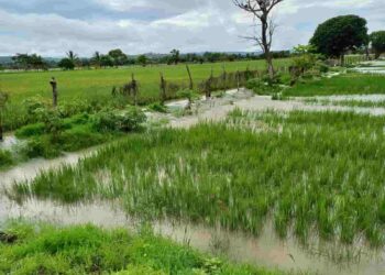 Gobierno activa registro para compra directa de arroz y fortalece comercio justo