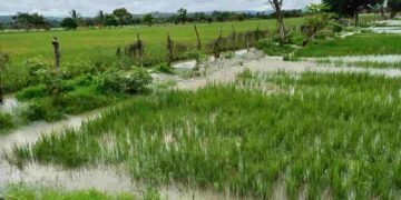 Gobierno activa registro para compra directa de arroz y fortalece comercio justo