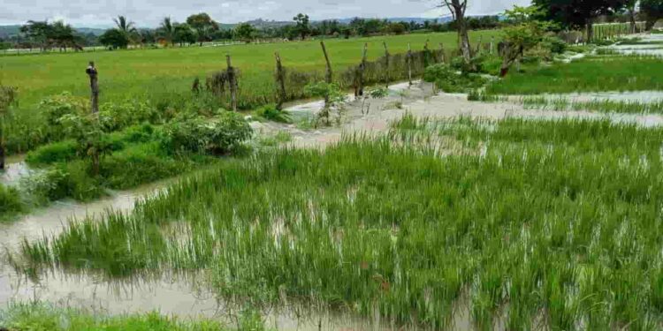 Gobierno activa registro para compra directa de arroz y fortalece comercio justo