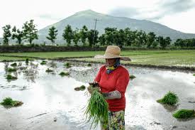 América Latina y el Caribe define su hoja de ruta contra el hambre en la Conferencia Regional LARC39 de la FAO
