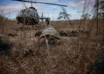 En las Islas Galápagos 277 tortugas gigantes regresan a su hogar