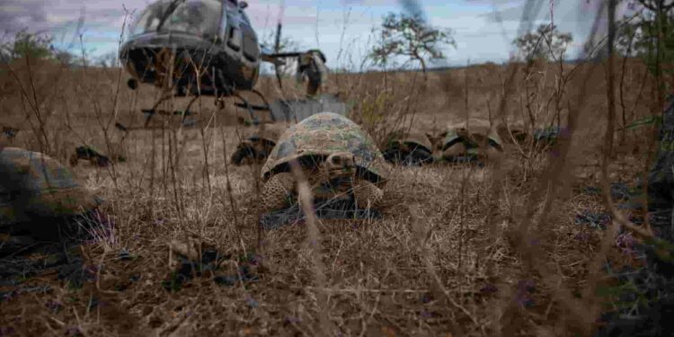 En las Islas Galápagos 277 tortugas gigantes regresan a su hogar