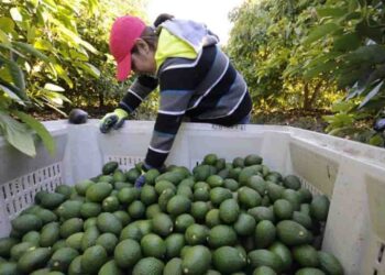 El éxito de la producción de aguacate deriva en daños ambientales: especialistas