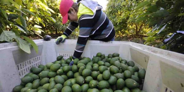 El éxito de la producción de aguacate deriva en daños ambientales: especialistas