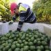 El éxito de la producción de aguacate deriva en daños ambientales: especialistas