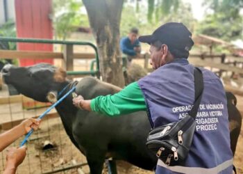 Ecuador avanza hacia el estatus de país libre de fiebre aftosa sin vacunación