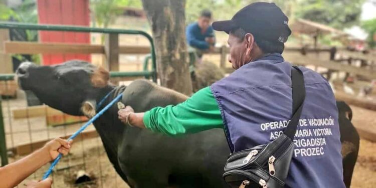 Ecuador avanza hacia el estatus de país libre de fiebre aftosa sin vacunación