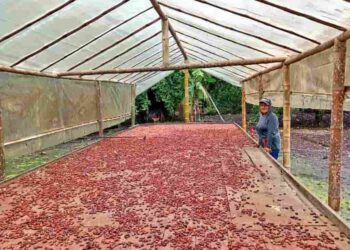 Proyecto PIDARA impulsa la competitividad del cacao en Manabí